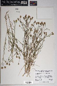 Brickellia eupatorioides image