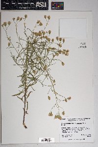 Brickellia eupatorioides var. chlorolepis image