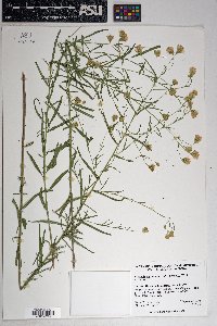 Brickellia eupatorioides image