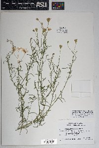 Brickellia eupatorioides image