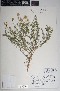 Brickellia eupatorioides image