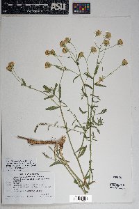 Brickellia eupatorioides var. chlorolepis image