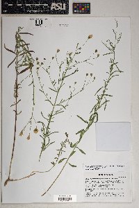 Brickellia eupatorioides var. chlorolepis image