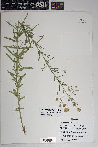 Brickellia eupatorioides var. chlorolepis image