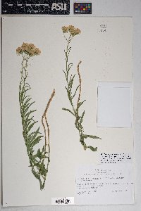 Brickellia eupatorioides var. chlorolepis image