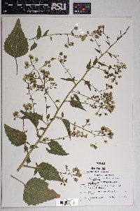 Brickellia floribunda image