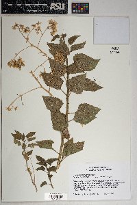 Brickellia floribunda image