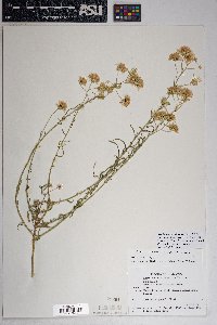 Brickellia eupatorioides var. chlorolepis image