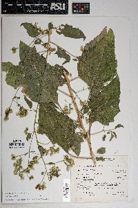 Brickellia floribunda image