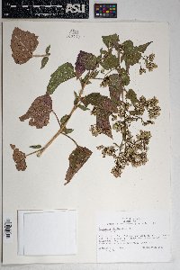 Brickellia floribunda image