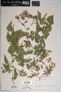 Brickellia floribunda image