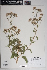 Brickellia floribunda image