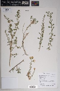 Brickellia frutescens image