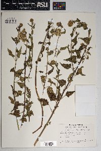 Brickellia grandiflora image