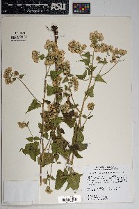 Brickellia grandiflora image