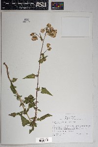 Brickellia grandiflora image