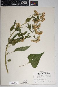 Brickellia grandiflora image