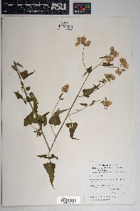 Brickellia grandiflora image