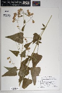 Brickellia grandiflora image