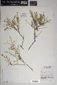 Brickellia frutescens image