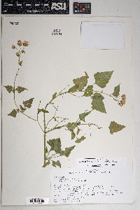 Brickellia grandiflora image