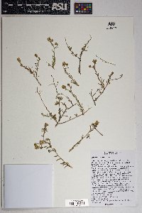 Brickellia frutescens image