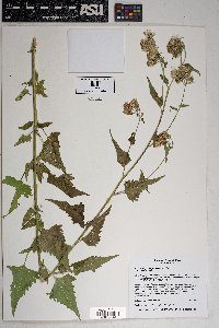 Brickellia grandiflora image