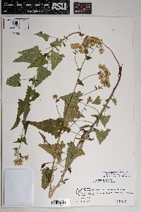 Brickellia grandiflora image