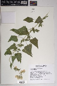 Brickellia grandiflora image