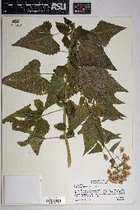 Brickellia grandiflora image