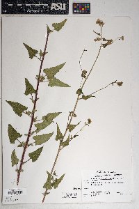 Brickellia grandiflora image