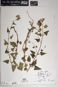 Brickellia grandiflora image