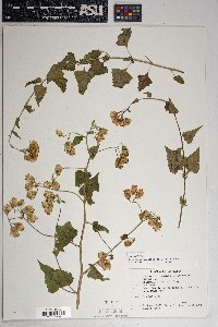 Brickellia grandiflora image