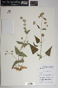 Brickellia grandiflora image