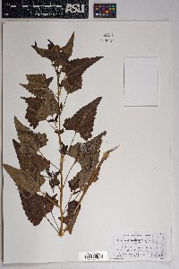 Brickellia grandiflora image