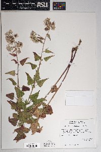 Brickellia grandiflora image