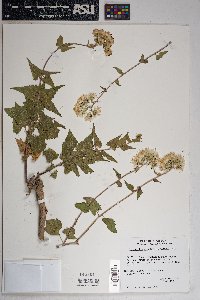 Brickellia grandiflora image