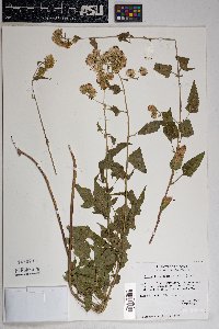 Brickellia grandiflora image