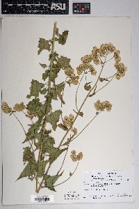 Brickellia grandiflora image