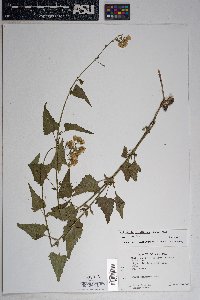 Brickellia grandiflora image