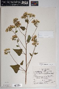 Brickellia grandiflora image