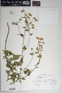 Brickellia grandiflora image