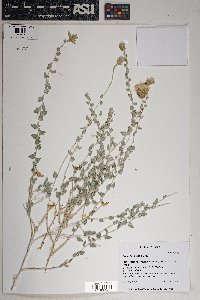 Brickellia incana image