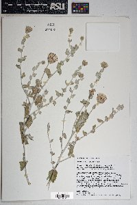 Brickellia incana image