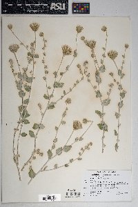 Brickellia incana image