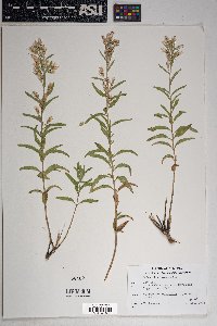 Brickellia lemmonii image