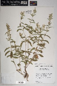 Brickellia lemmonii image