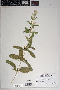 Brickellia lemmonii image