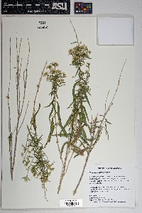 Brickellia longifolia image