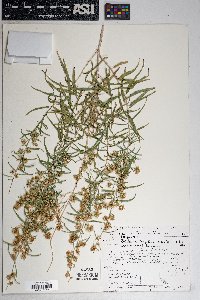 Brickellia longifolia image